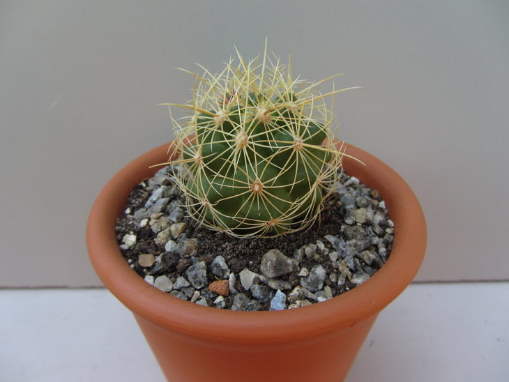 4)