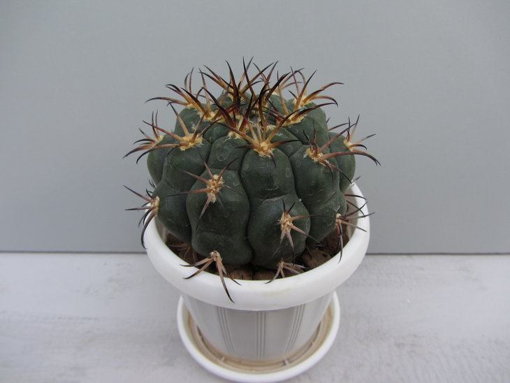 7)