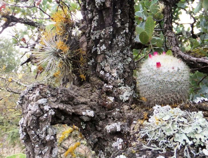 Tillandsia atroviridipetala and mammalaria - DSCF0306.jpg