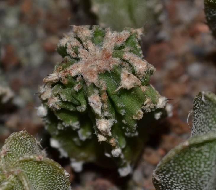 Astrophytum myriostigma cv. Hakugaku