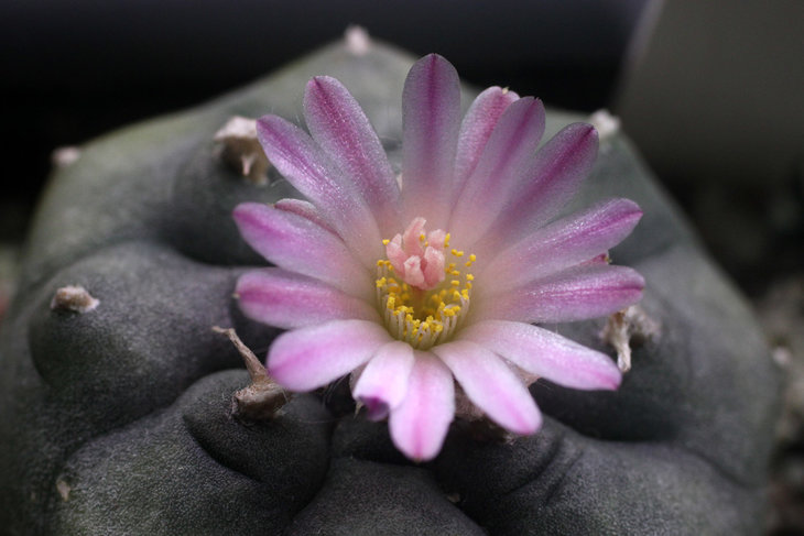 Lophophora jourdaniana