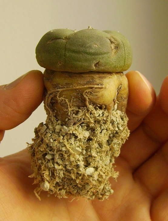 Lophophora williamsii