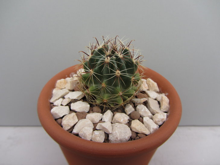 6)