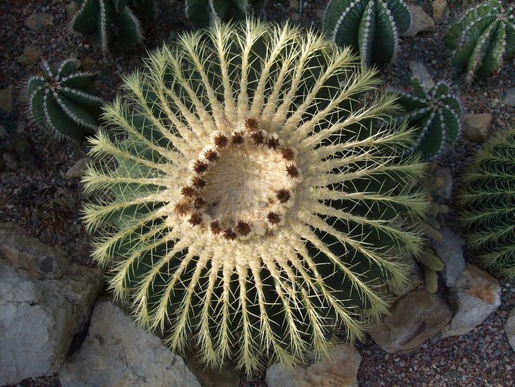 DSCF5147.JPG