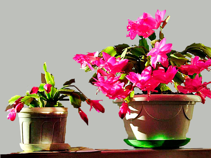 4. Schlumbergera pink flowers