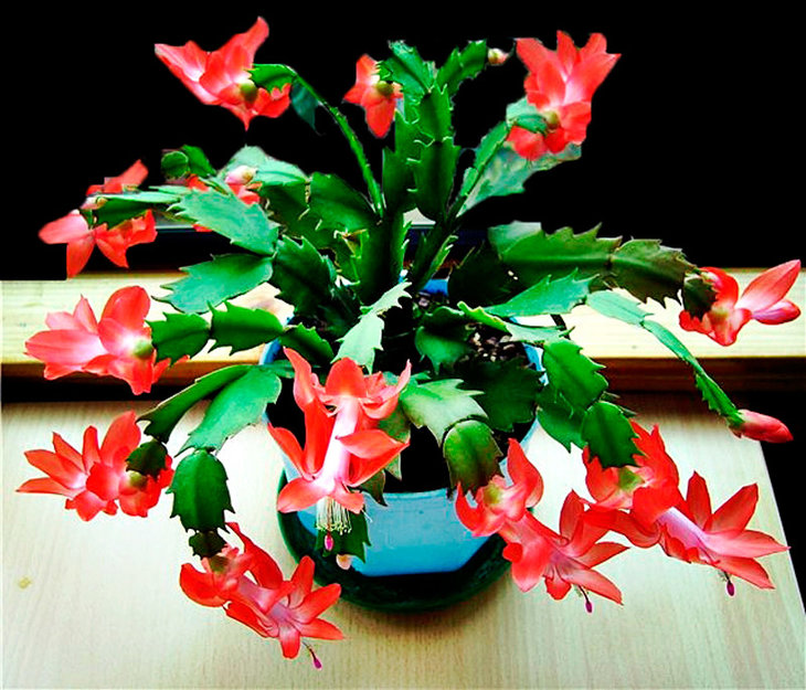 3. Schlumbergera red flower