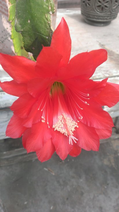 7. Epiphyllum ackermannii