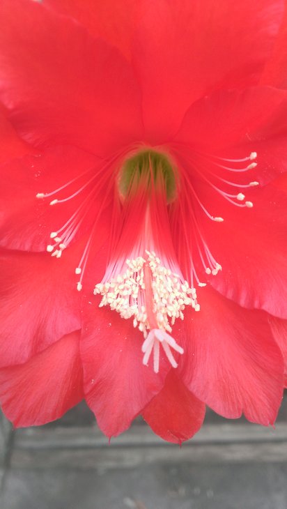 6. Epiphyllum ackermannii