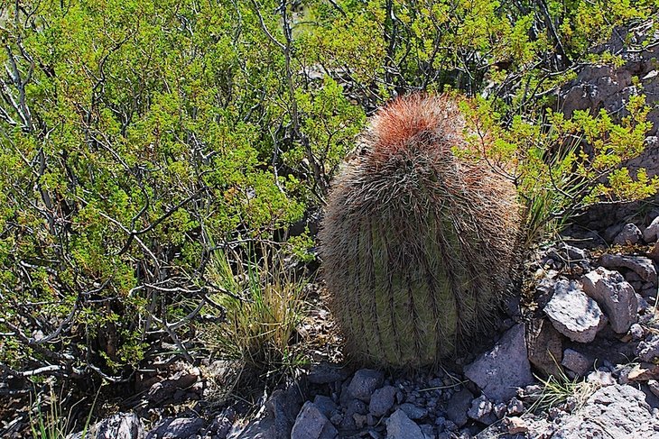 Denmoza rhodacantha