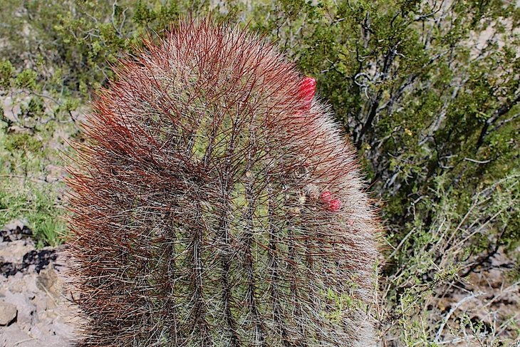 Denmoza rhodacantha