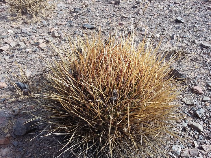 Lobivia ferox
