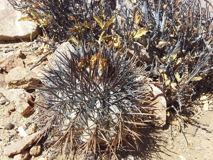 Copiapoa griceoviolacea