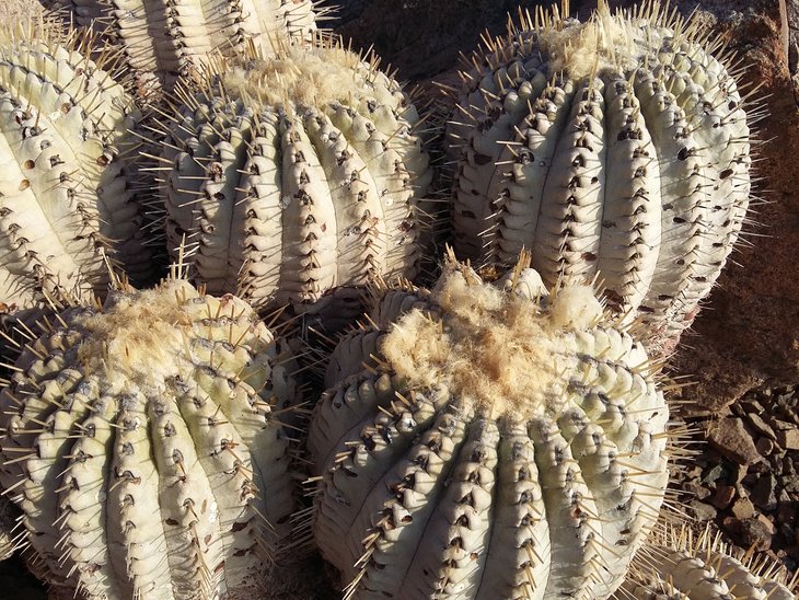 Copiapoa cinerea v. albispina