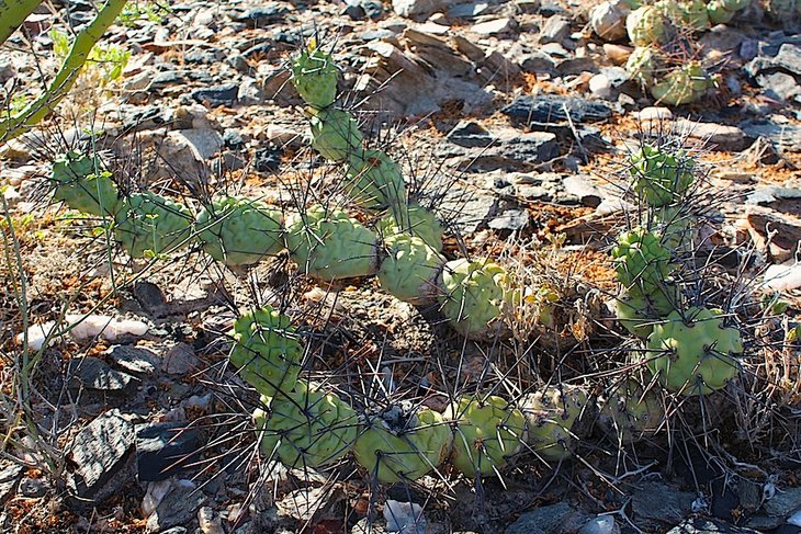 tephrocactus aoracanthus