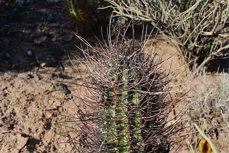 echinopsis leucantha