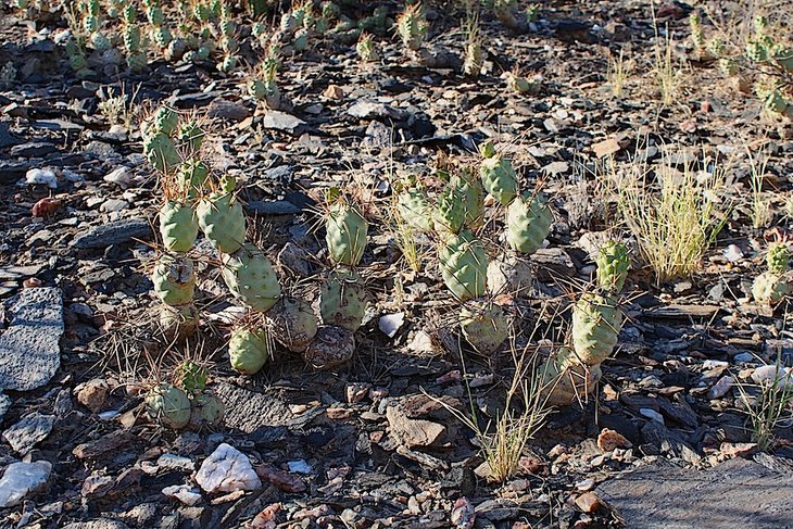 tephrocactus aoracanthus