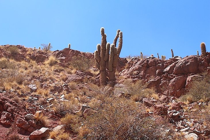 trichocereus pasacana