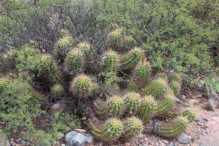 trichocereus candicans