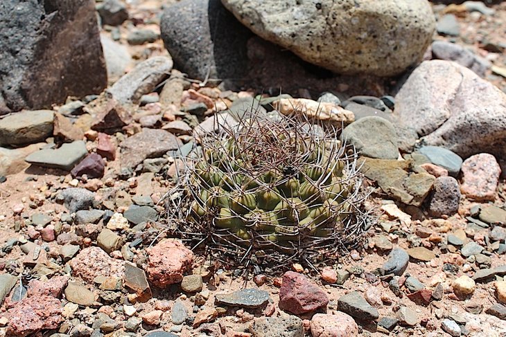 gymnocalycium nidulans