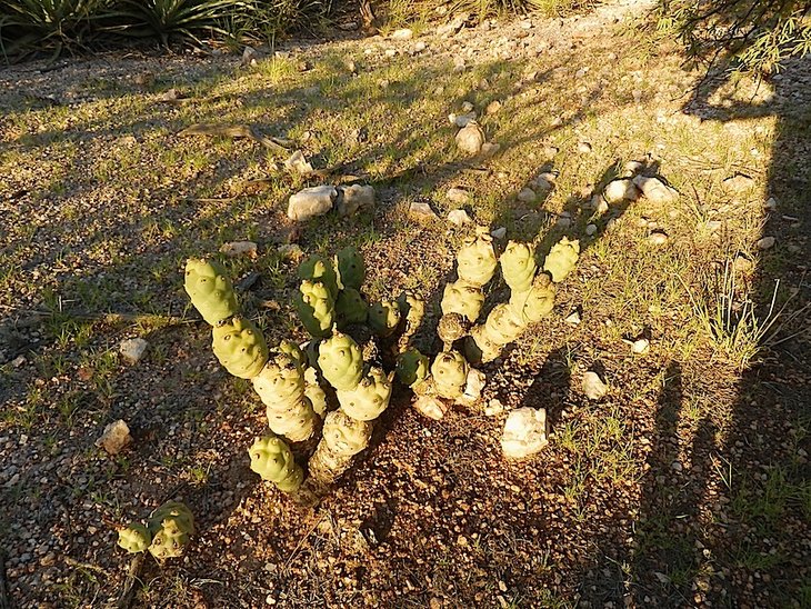 tephrocactus inermis