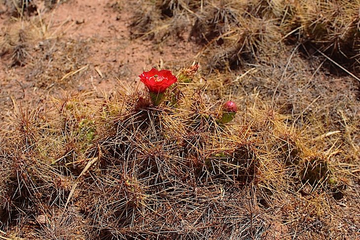 Tunilla soehrensii