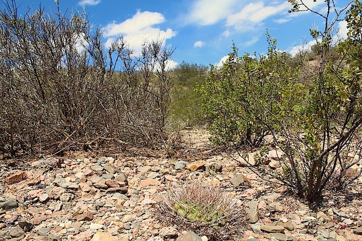 gymnocalycium nidulans