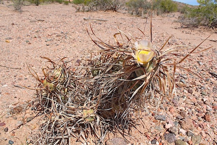 tephrocactus articulatus