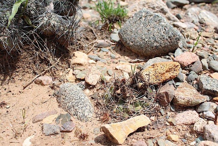 gymnocalycium nidulans