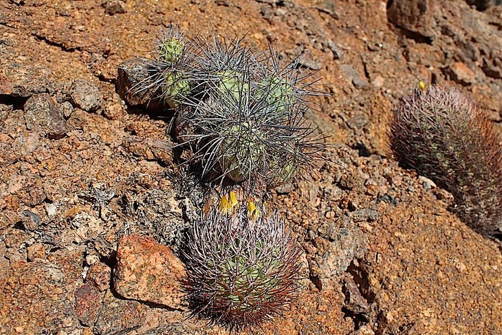 pyrrhocactus bulbocalyx