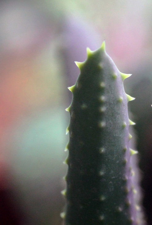 Aloe ramosissima