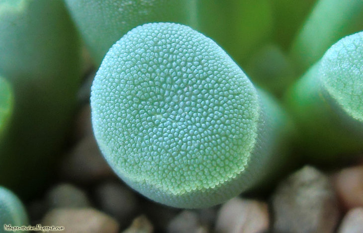 Frithia pulchra v. rubra_302.jpg