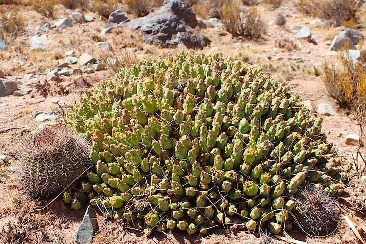 maihueniopsis  sp.