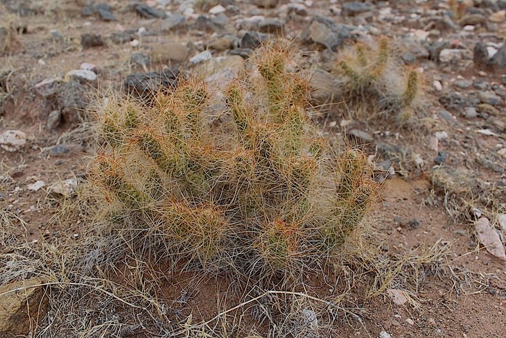 tephrocactus weberi
