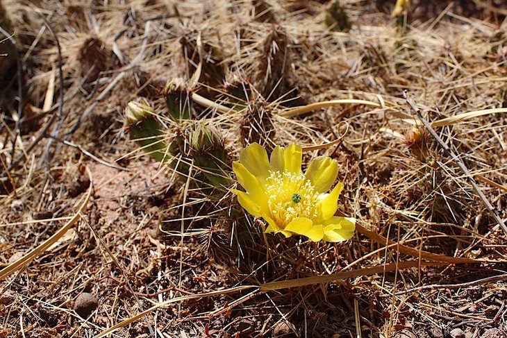 tunilla sp.
