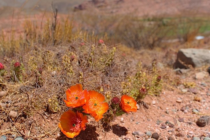 tunilla sp.