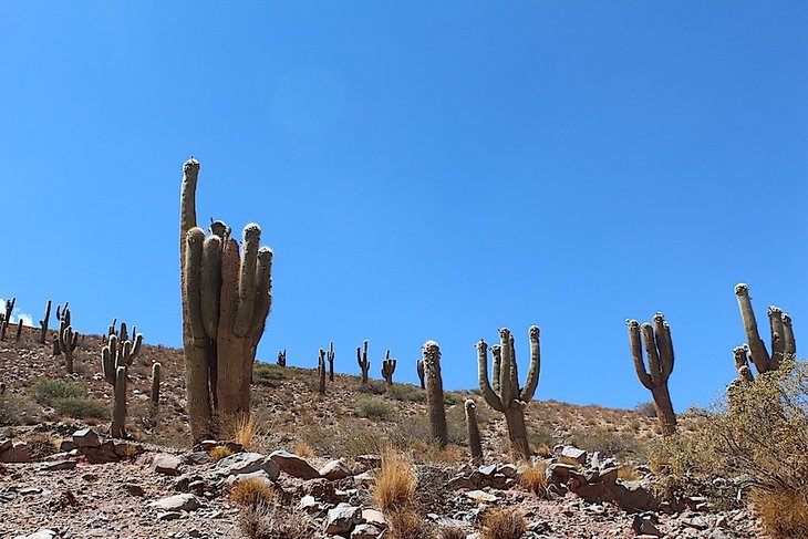 trichocereus pasacana