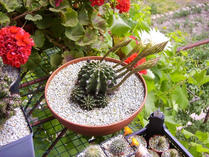 Echinopsis eyriesii (4).JPG