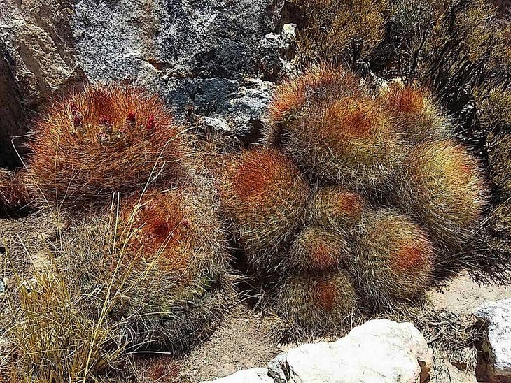 soehrensia sp