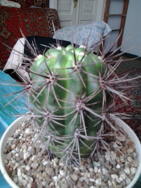2016-02-16 08.56.52.jpg