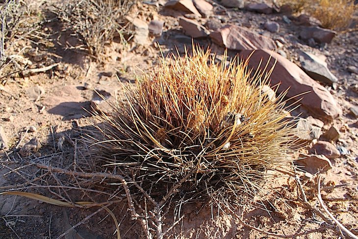 lobivia ferox