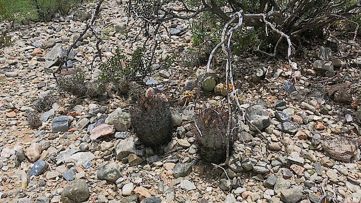 pyrrhocactus marayensis