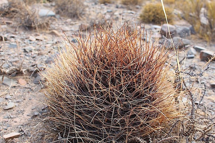 lobivia ferox