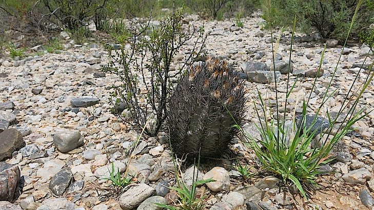 pyrrhocactus marayensis