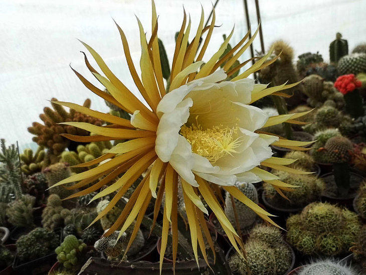 11. Selenicereus grandiflorus
