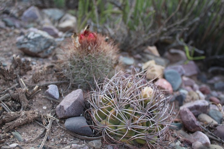 gymnocalycium tilcarense