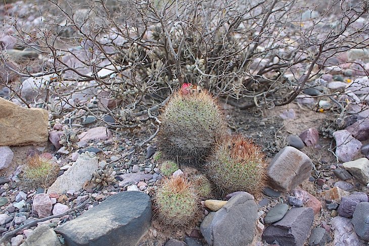 parodia tilcarensis