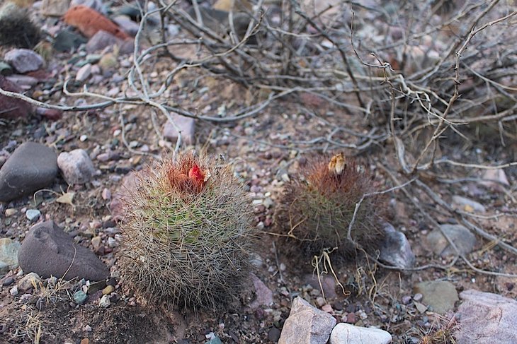 parodia tilcarensis