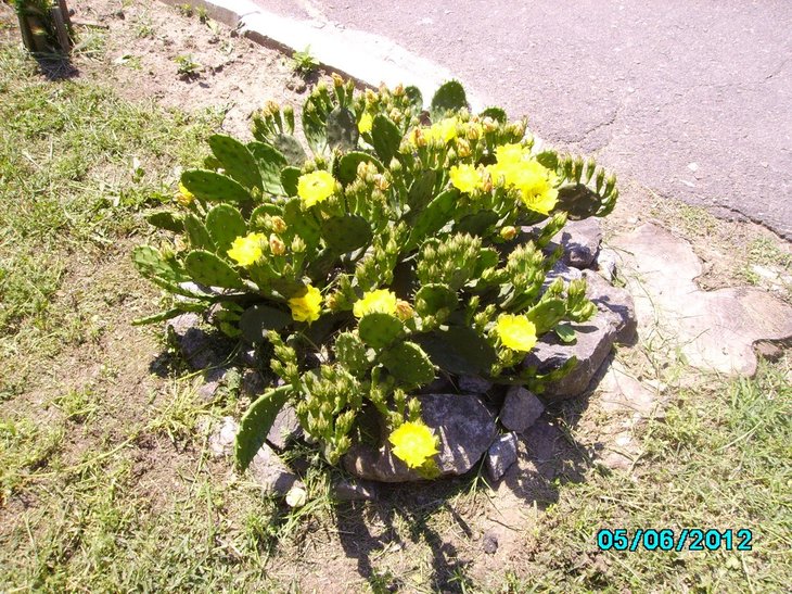 Opuntia humifusa В 2012.06.05.JPG