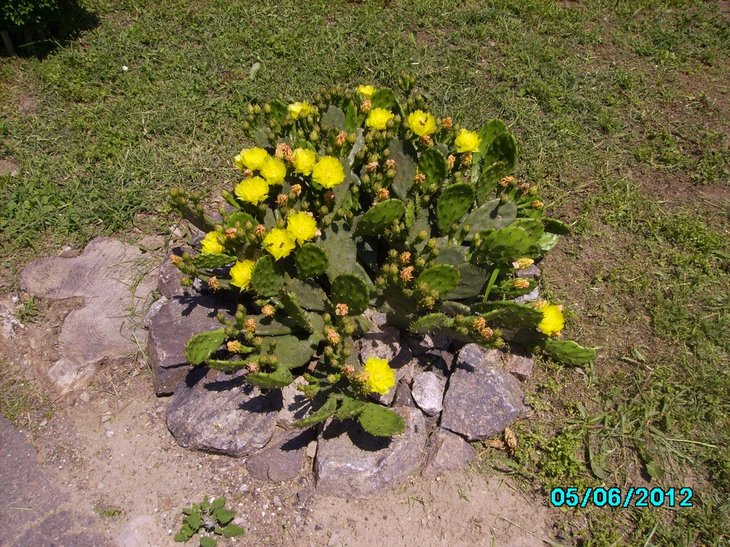 Opuntia humifusa З 2012.06.05.JPG
