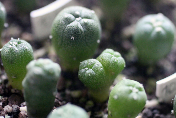 Lophophora fricii v. albiflora RS404